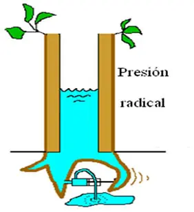 absorcion