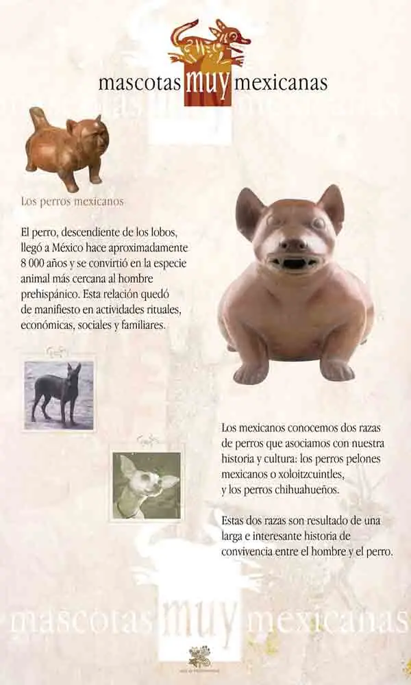 Las 5 razas de perros prehispanicas mexicanas.(datos UNAM)