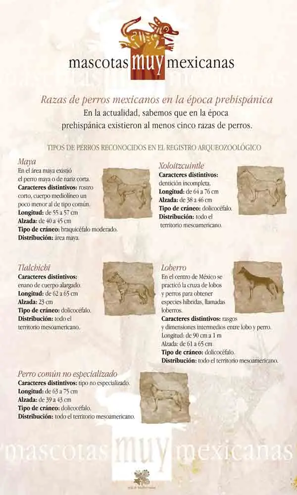 razas de perros