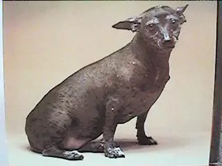 Las 5 razas de perros prehispanicas mexicanas.(datos UNAM)
