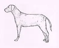 razas de perros