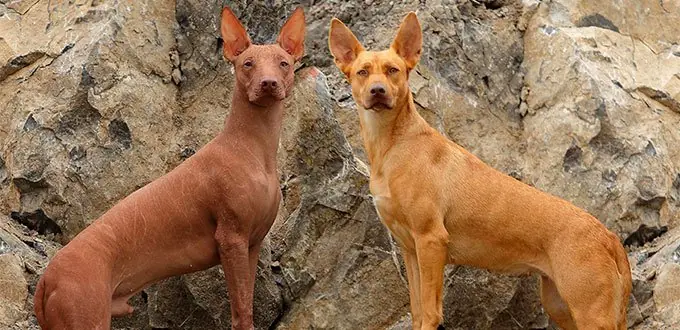 Las 5 razas de perros prehispanicas mexicanas.(datos UNAM)