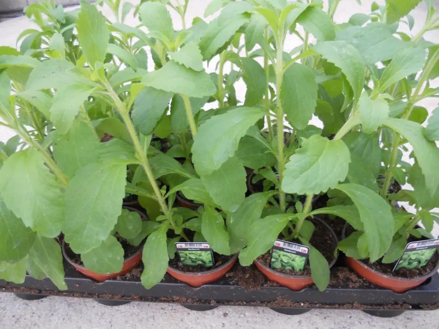 stevia stevia