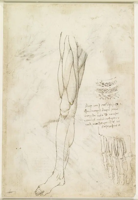 Bocetos de Leonardo da Vinci Bocetos de Leonardo da Vinci