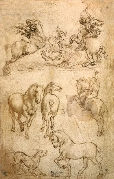 anatomia anatomia