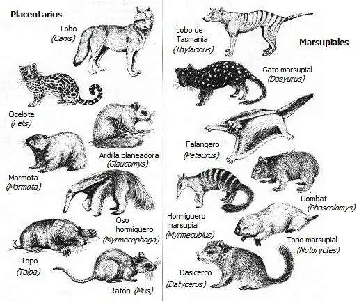 lamarck
