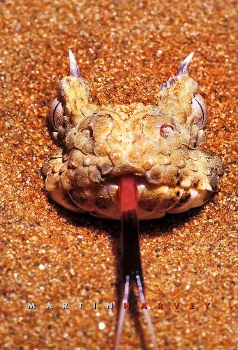 reino animal