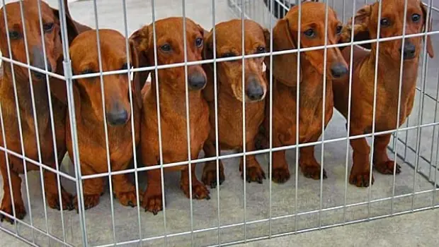 ¿Venderías a tu perro por cien mil dólares?