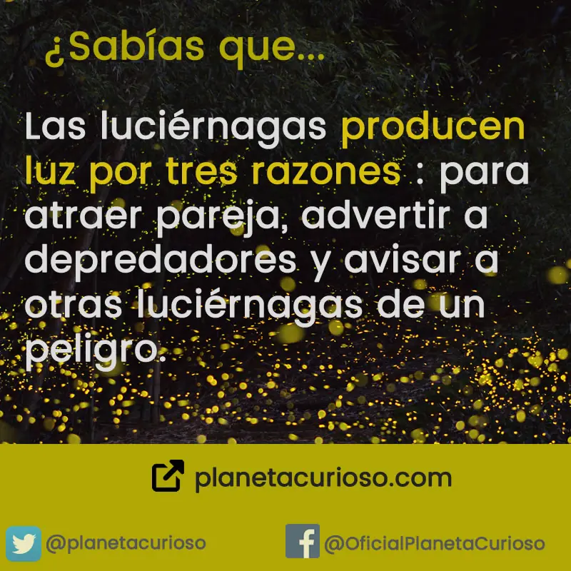 cuiriosos