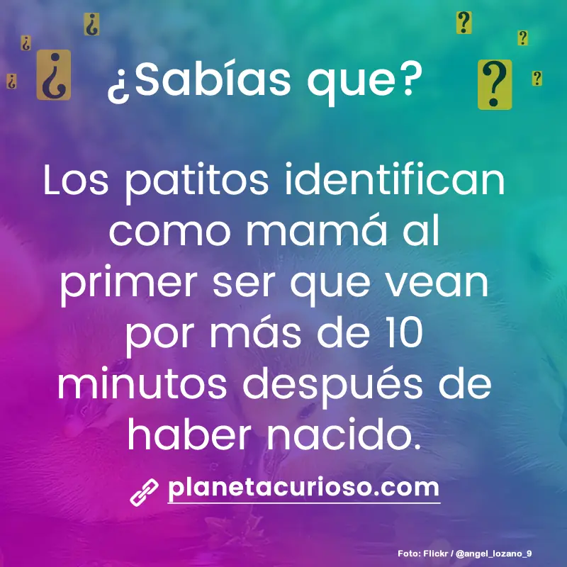 tecostara