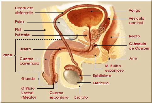 Biologia: Clonacion y Reproduccion Humana
