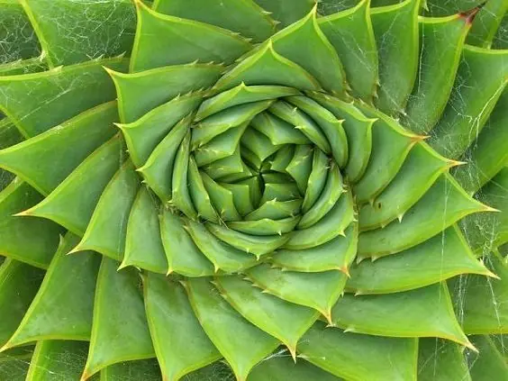 fibonacci