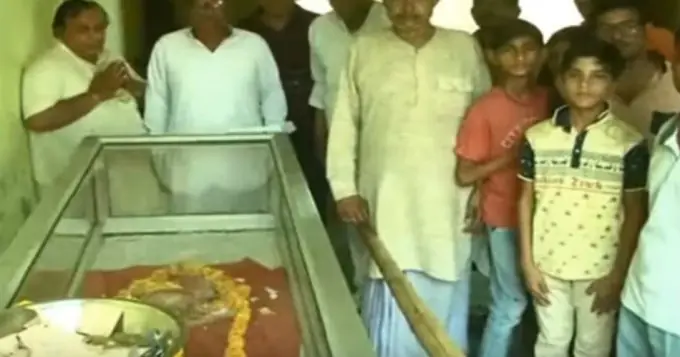 Nació ternero con cabeza humana y creen que es un dios