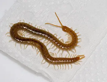 Los 10 insectos mas mortiferos del mundo