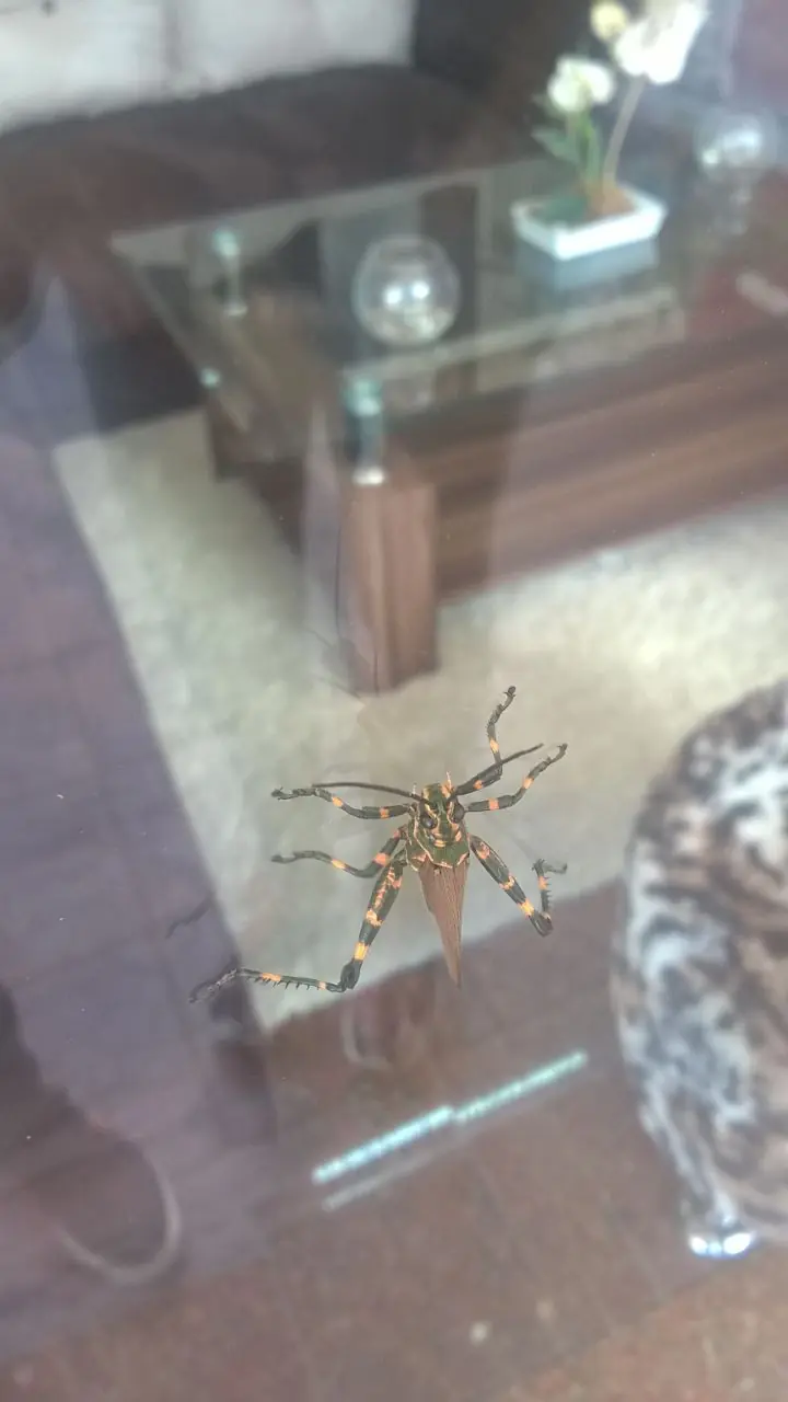 Langosta Langosta