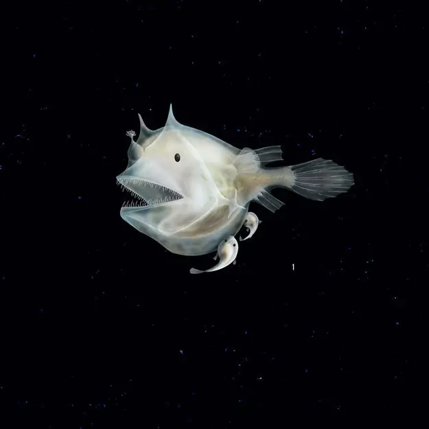 Increíbles animales!