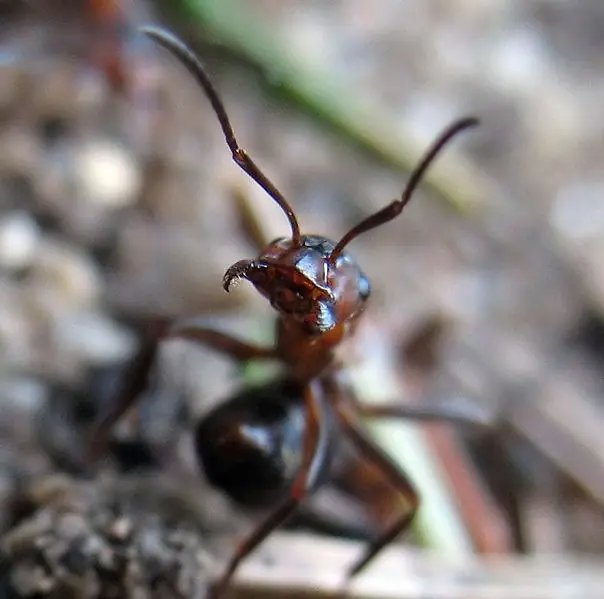 mantis