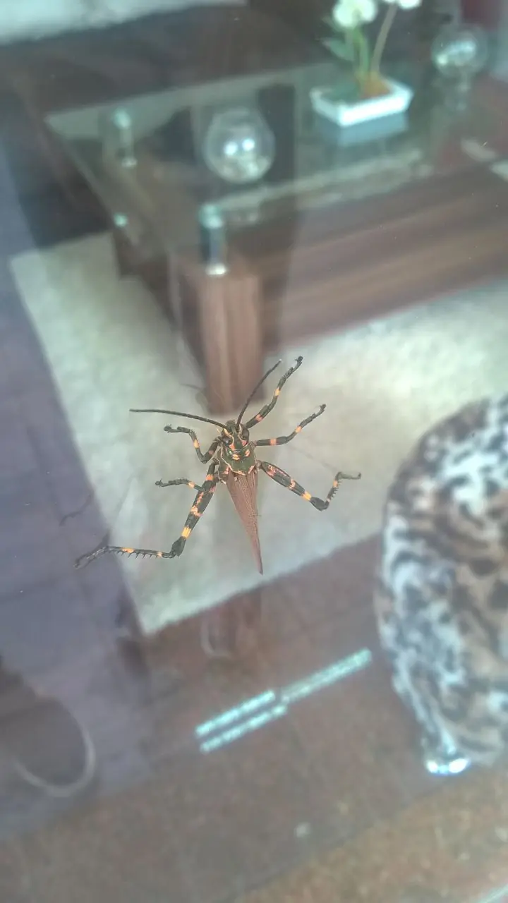 encontre encontre