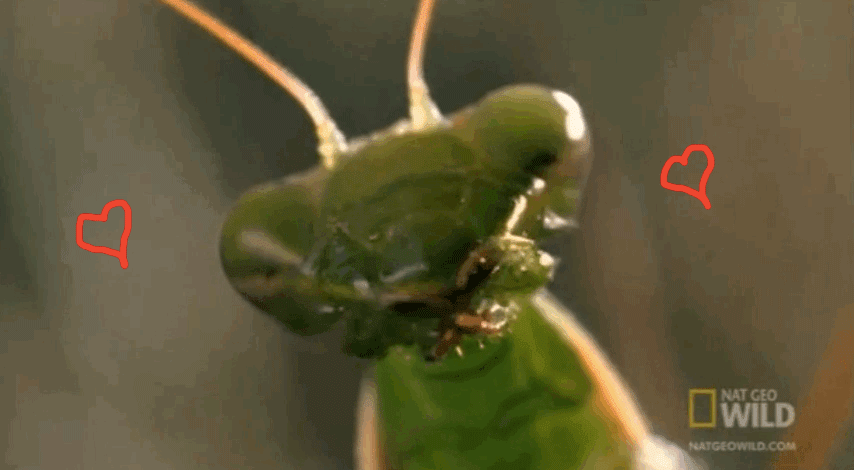 animales misadricos