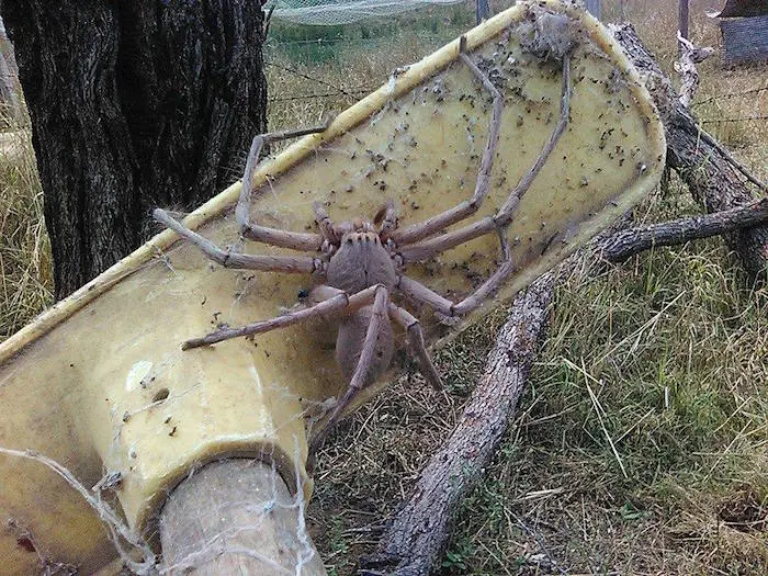 gigante gigante