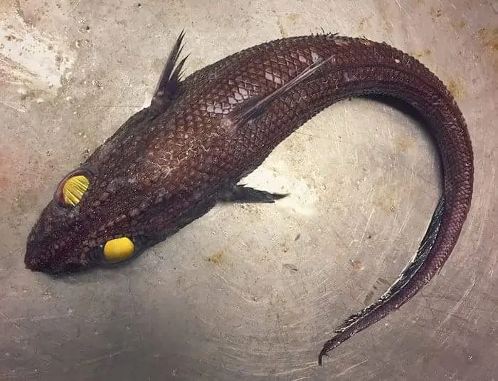 peces