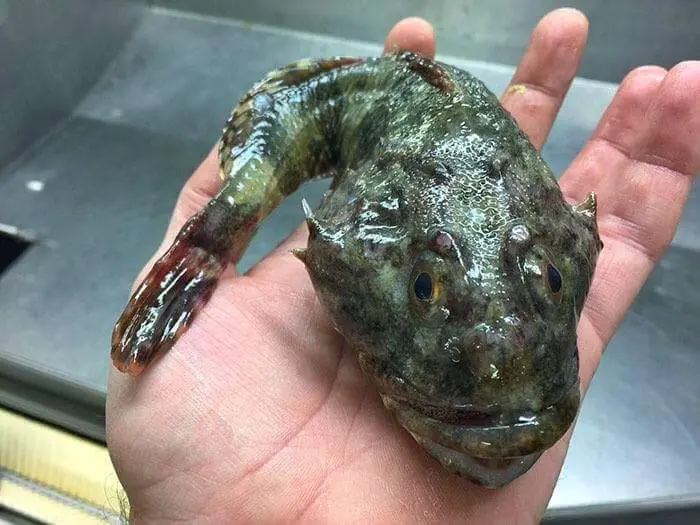 criaturas marinas