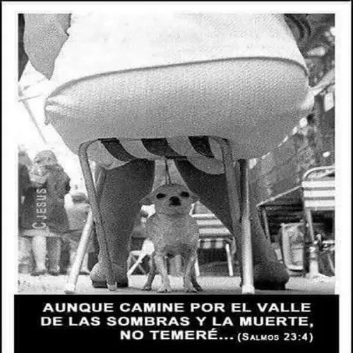 Compilado de humor