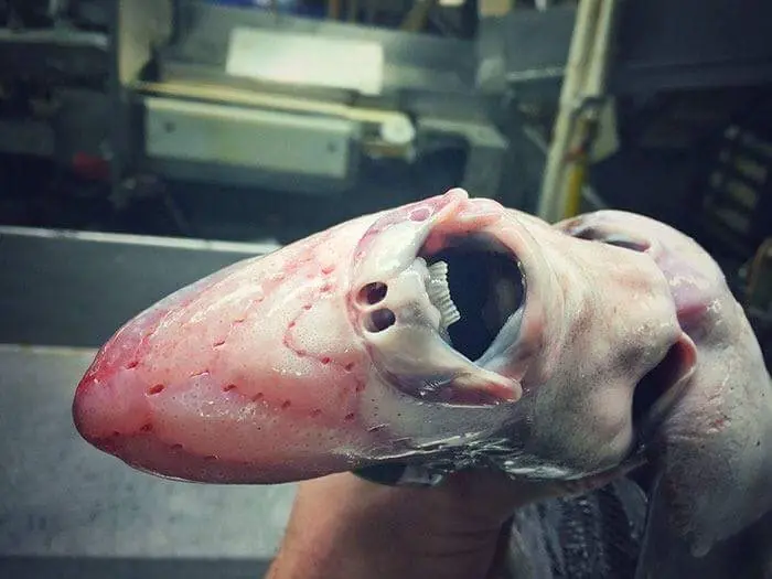 peces
