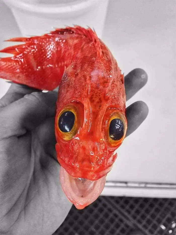 Impresionantes criaturas marinas