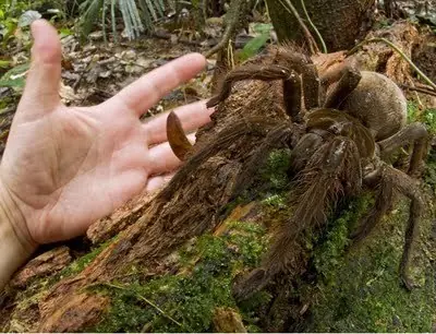 peligro de extincion