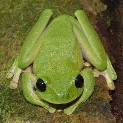 Especies de animales extranos