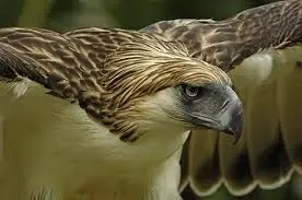Animales