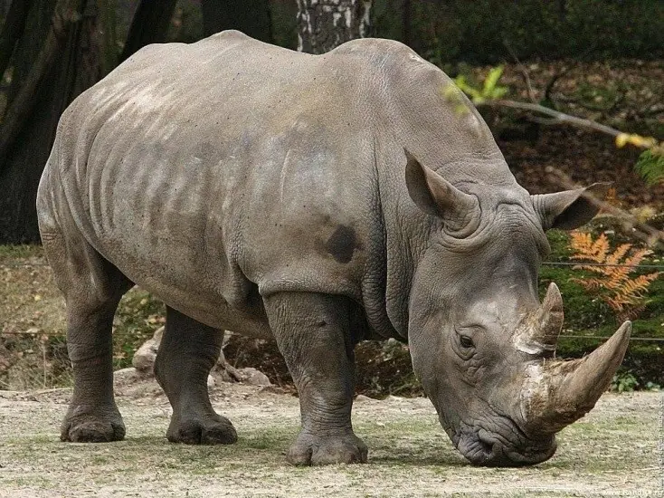 Animales En Peligro De Extinción En El Mundo