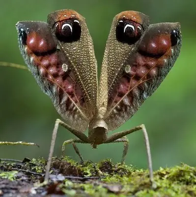 21 Especies de animales extraños en peligro de extinción.