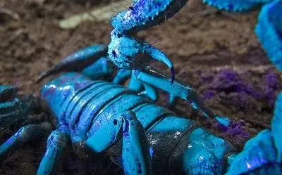 Especies de animales extranos