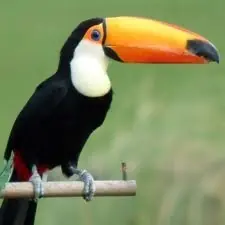 Animales En Peligro De Extinción En El Mundo