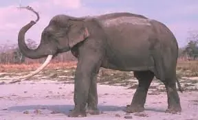 Animales En Peligro De Extinción En El Mundo
