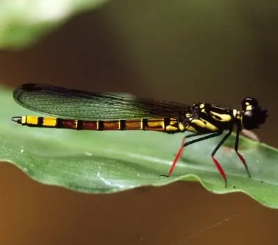 21 Especies de animales extraños en peligro de extinción.