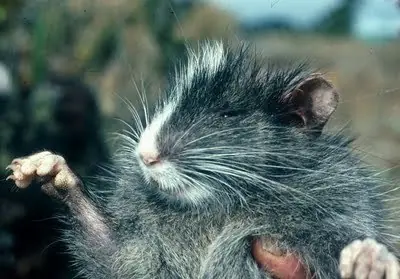 Animales