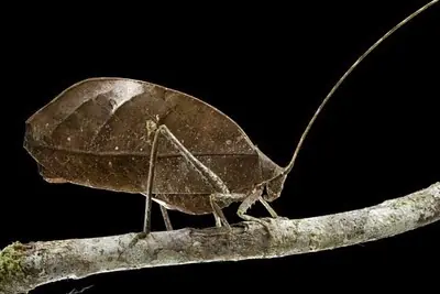 Especies de animales extranos