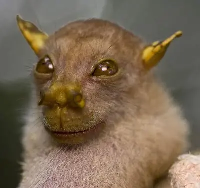 Especies de animales extranos