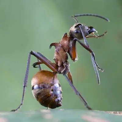 Especies de animales extranos