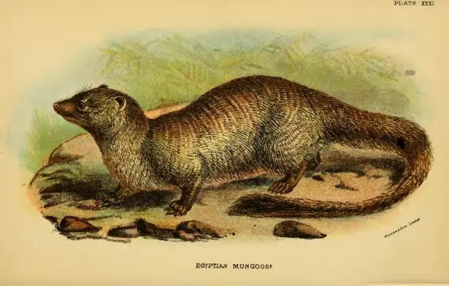 monstruoso
