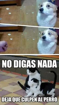 gatos