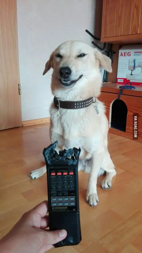 perros