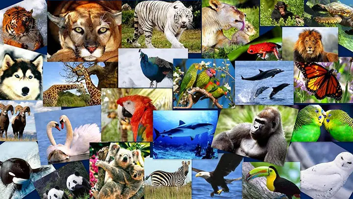 5 especies que podrían desaparecer en 2017