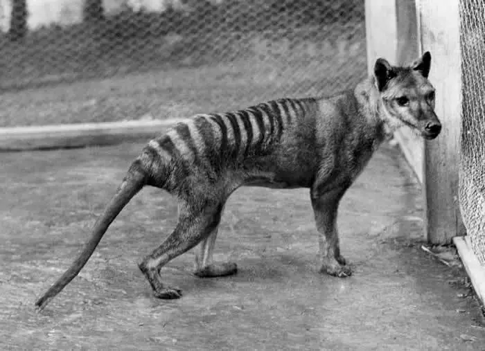 Cinco animales extintos que podrían seguir existiendo