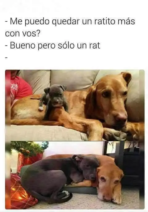 taringa