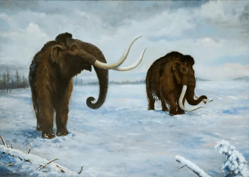 Animales Animales