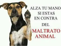 Top a Cross, el perro victima de la dictadura en Venezuela Top a Cross, el perro victima de la dictadura en Venezuela